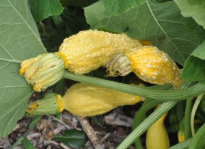 YellowSquash
