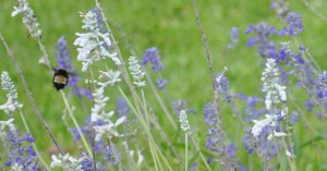 BeckyGoldsmith-Yard-09 copy