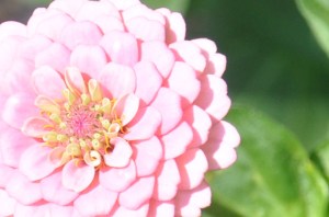 PinkZinnia-03