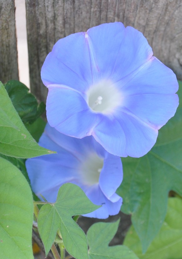 BlueMorningGlory-02