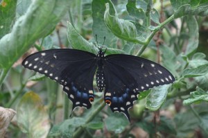 Swallowtail-03 copy