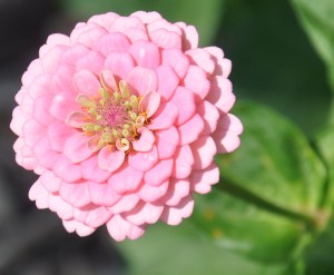 PinkZinnia-02