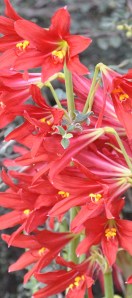 RedNakedLadyLilies-02 copy