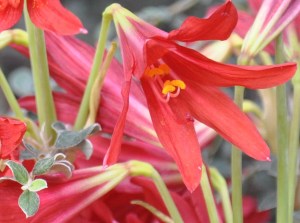 RedNakedLadyLilies-03