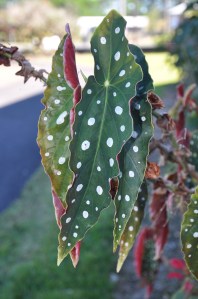 PolkaDotLeaves-07 copy