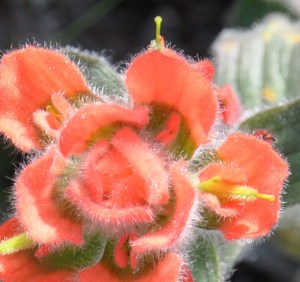 OrangeHairyFlower-02