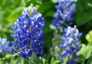 Bluebonnet-04_2010-01