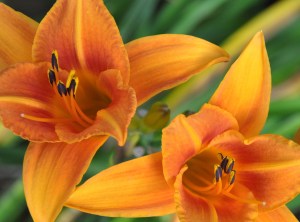 OrangeLilies-02 copy