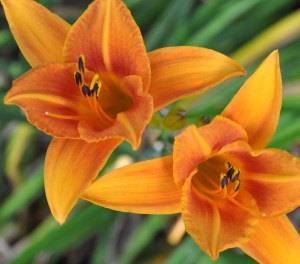 OrangeLilies-01 copy