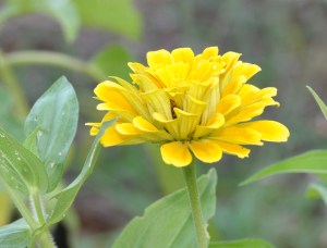 GoldZinnia-02