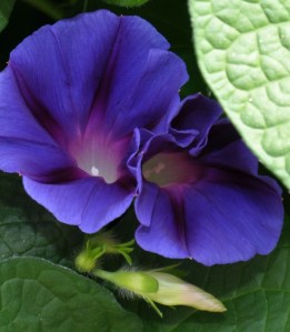 MorningGlories-02