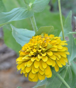GoldZinnia-01