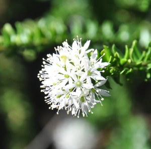 WhitePuffball-01 copy