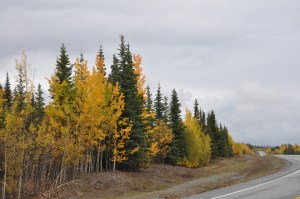 FallTrees-Alaska-01 copy