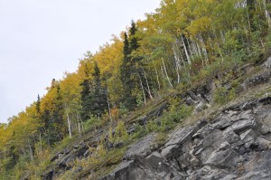 FallTrees-Alaska-07 copy