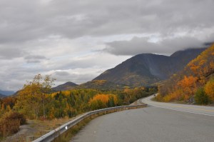 FallTrees-Alaska-03 copy