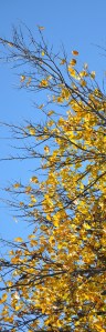 GoldLeaves-BlueSky