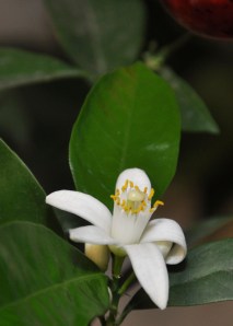 OrangeBlossom