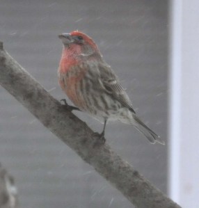 FebSnow-2011_05 FebSnow-2011_05