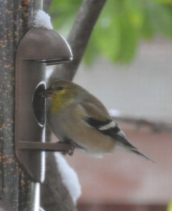 FebSnow-2011_06 FebSnow-2011_06