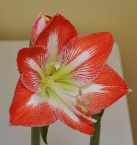 Amaryllis-01