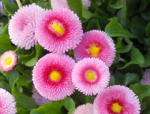 SaltLake-Flowers-03 SaltLake-Flowers-03