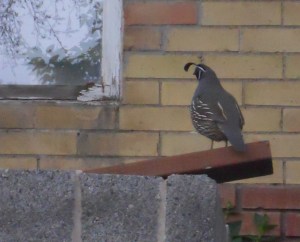 SaltLake-Pheasant copy SaltLake-Pheasant copy
