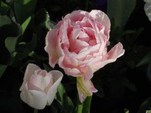 SaltLake-Flowers-11 copy SaltLake-Flowers-11 copy