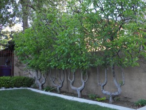 TrainedTrees-01 TrainedTrees-01