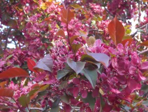 SaltLake-Flowers-12 copy SaltLake-Flowers-12 copy