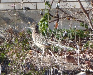 Roadrunner