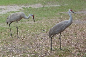 SandhillCranes