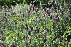 LavendarAndWeed copy