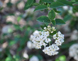 Viburnum-01 copy