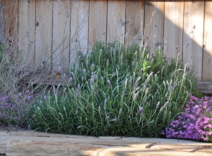 MonarchOnLavendar-01 copy