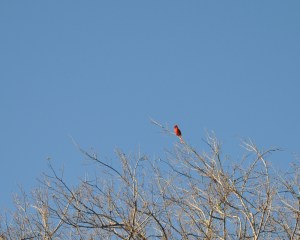 Cardinal_March2012
