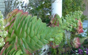 Hen-Chick-Monsters-03