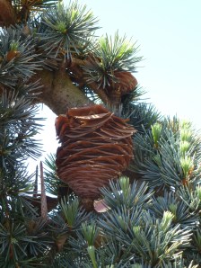 PineCone-FallingApart copy PineCone-FallingApart copy