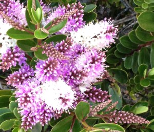 PurpleFlower-01 PurpleFlower-01