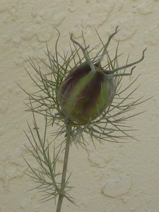 Thistle-Maybe-01 copy