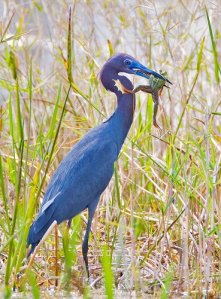 601414_468505589830970_2103658478_n