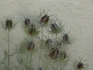 Thistle-Maybe-02 copy