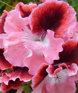 PinkAndRedGeraniums-021