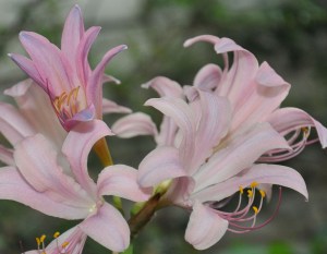 PinkNakedLadies-02 copy