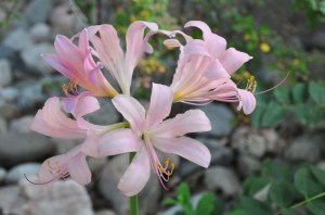 PinkNakedLadies-01 copy