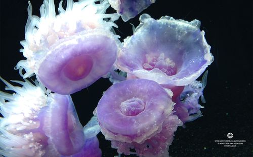 Crown-jelly-2_d-medium-hd