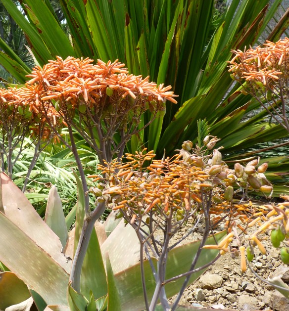 OrangeSucculentFlower-01