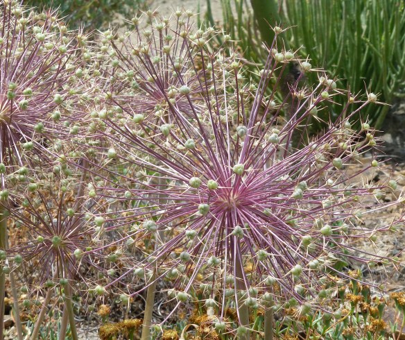 PurpleBurstingFlower-Succulent copy