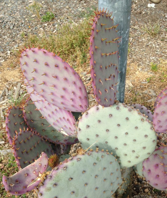 PurpleCactus