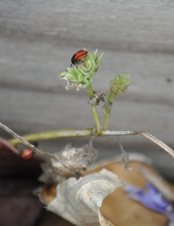 TinyLadybugs-2-Detail